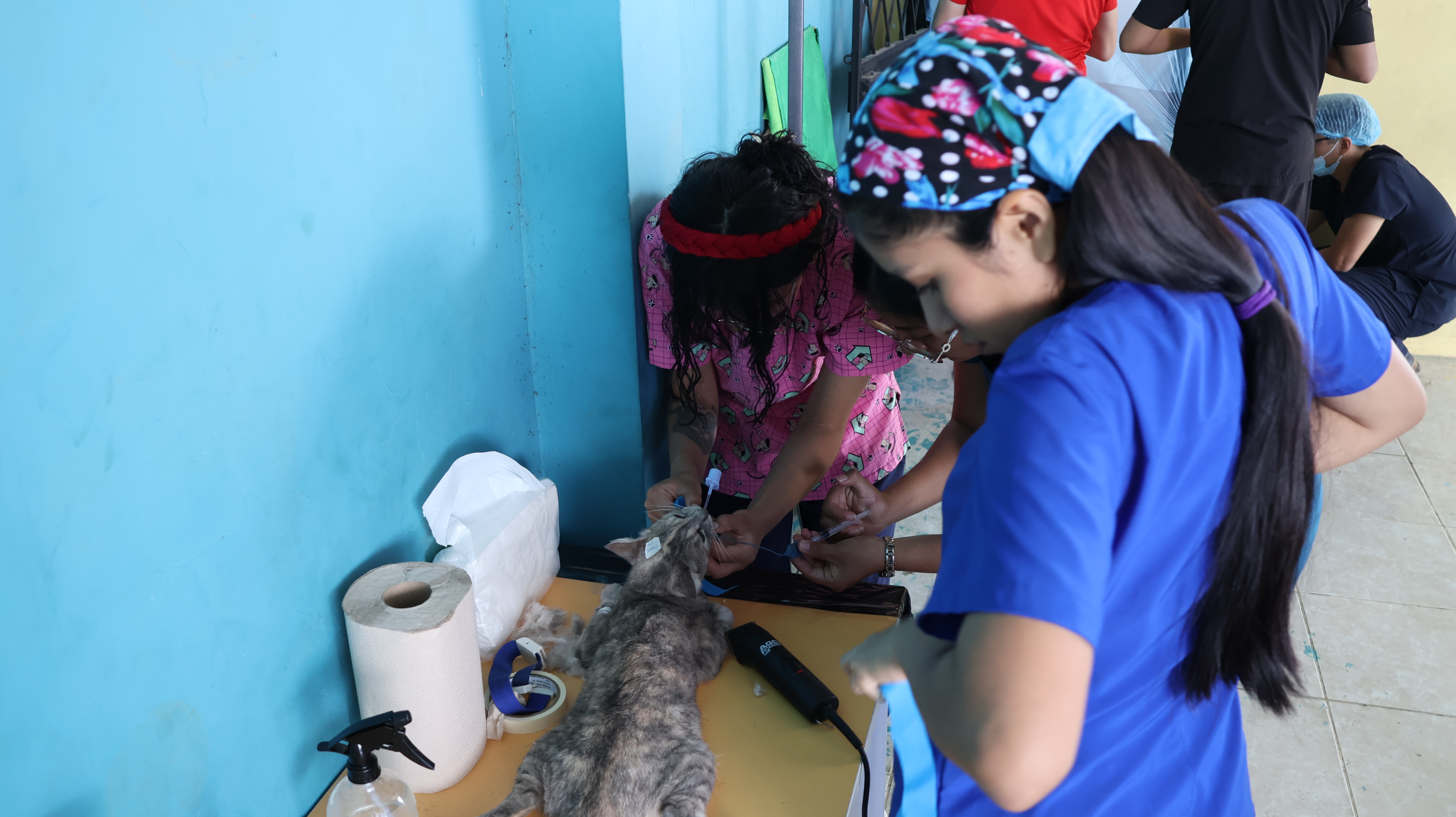 Campaña gratuita de esterilización animal en el cantón Francisco de Orellana